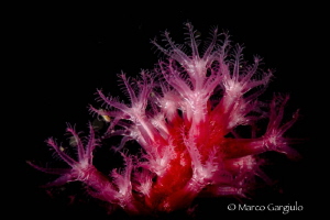 Paramuricea, 105 vr +10 Subsee by Marco Gargiulo 